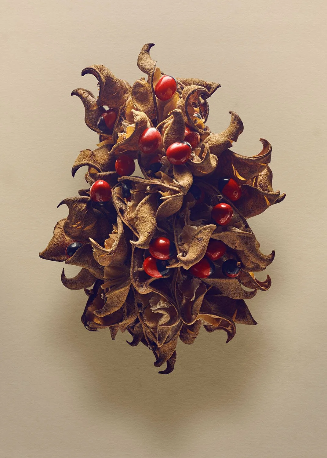 The Hidden Beauty of Seed & Fruits | Explore Nature's Details